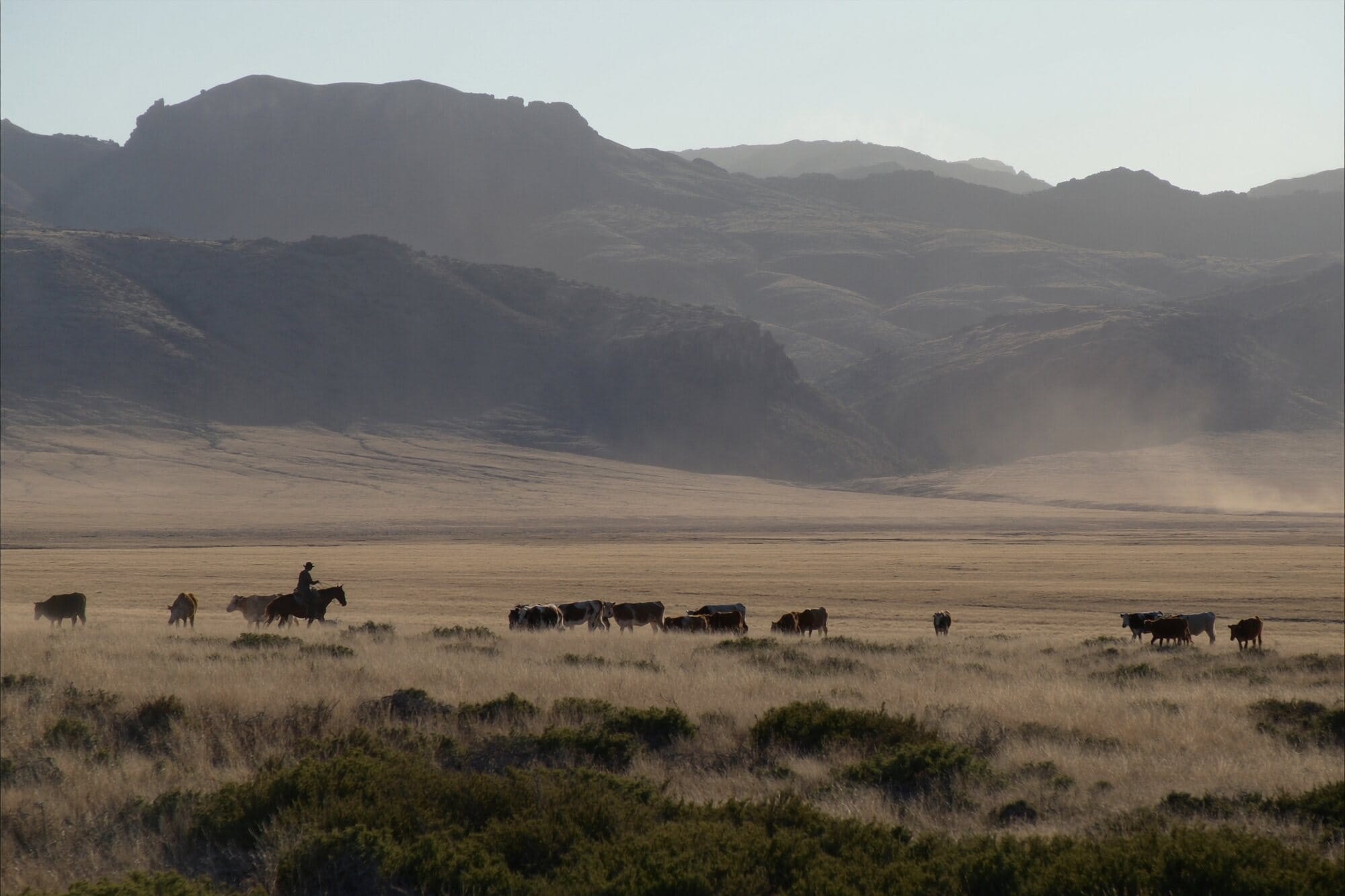 A lone rider moving cattle across a vast open Western basin in the evening light.